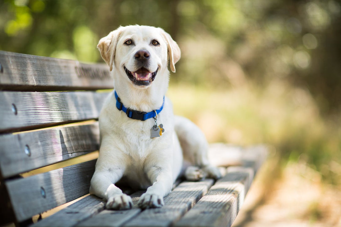 a dog with a correctly tightened collar