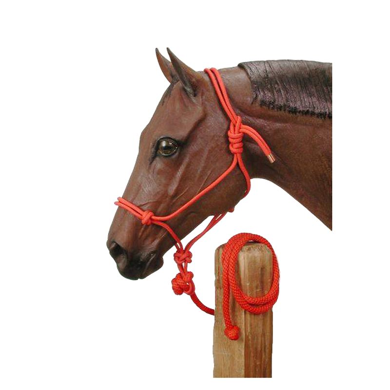 Brown horse wearing a red rope halter on display.