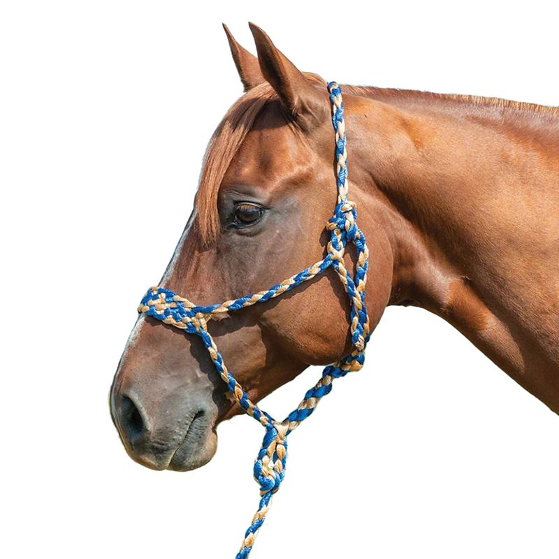 Brown horse wearing a blue and beige rope halter.