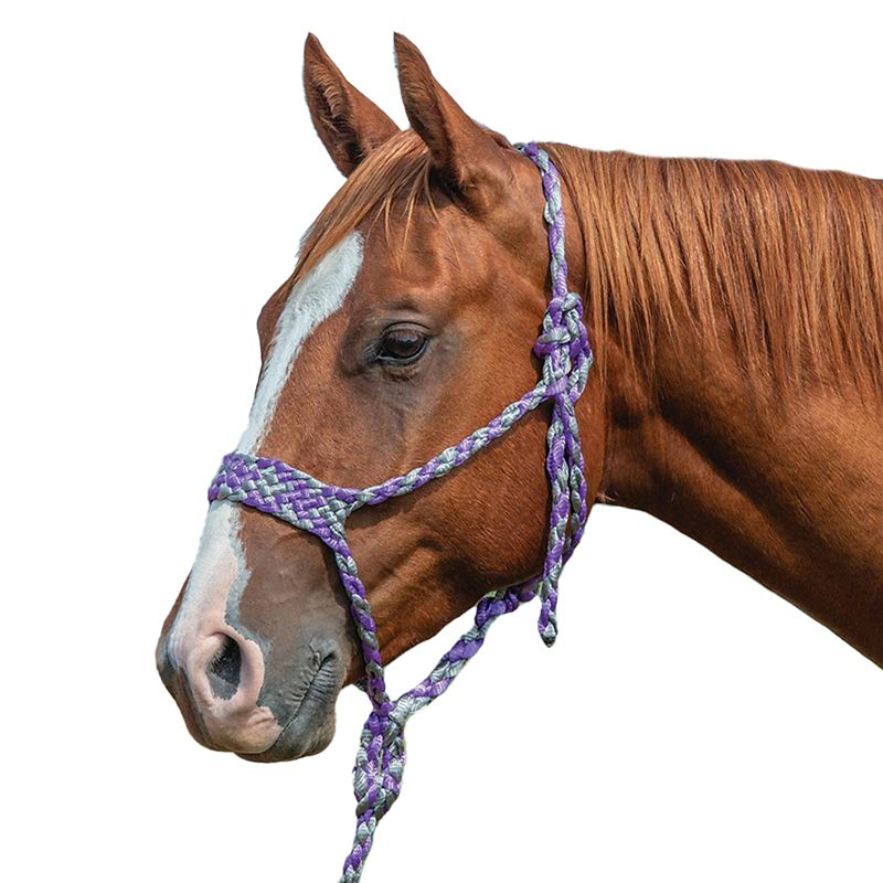 Chestnut horse wearing purple and white braided rope halter.