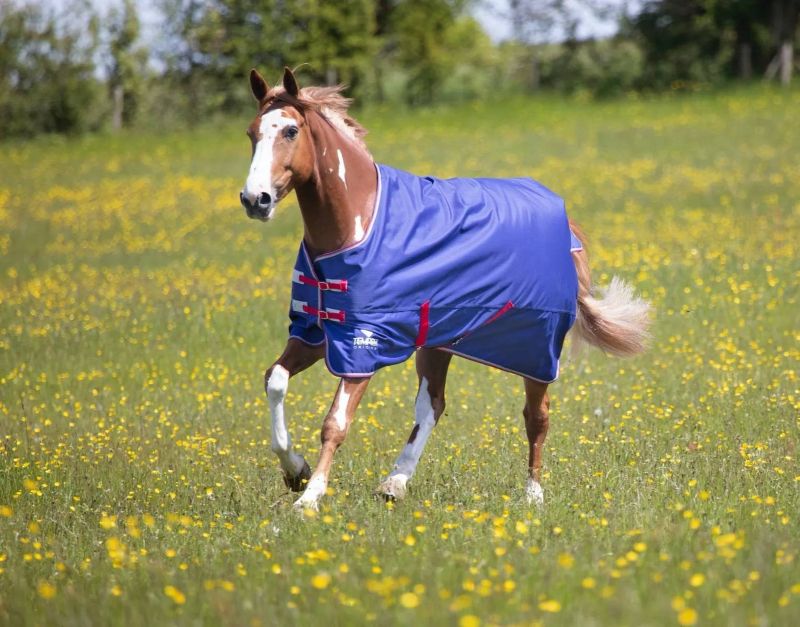 Horse wearing blue cooler blanket in green field.