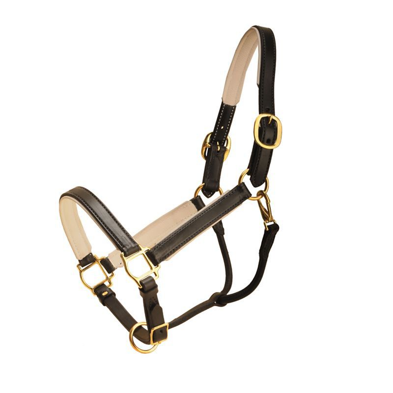 Tory Leather 1in Padded Halter w/Brass Hardware Wa