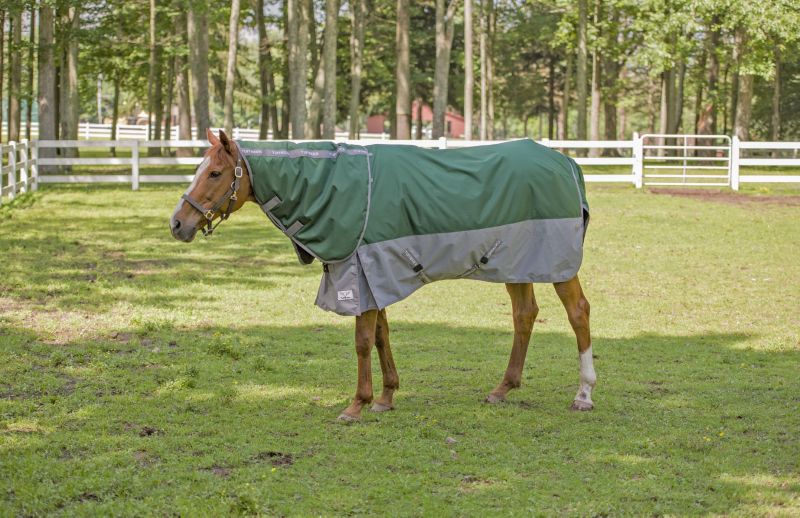 Horse wearing a green and gray turnout blanket outside.