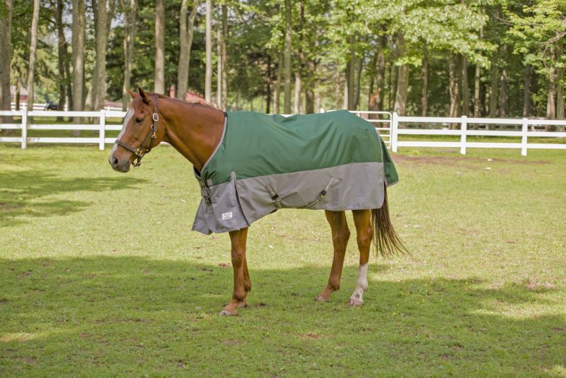 Horse wearing a green and gray turnout blanket in paddock.