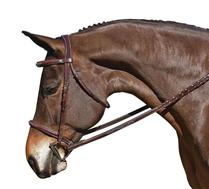 Close-up of horse wearing brown English bridle against white.