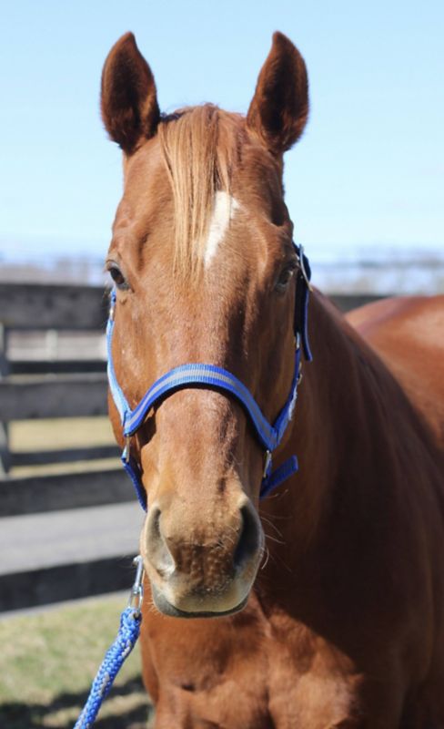 Chestnut horse wearing blue rope halter, standing outdoors.