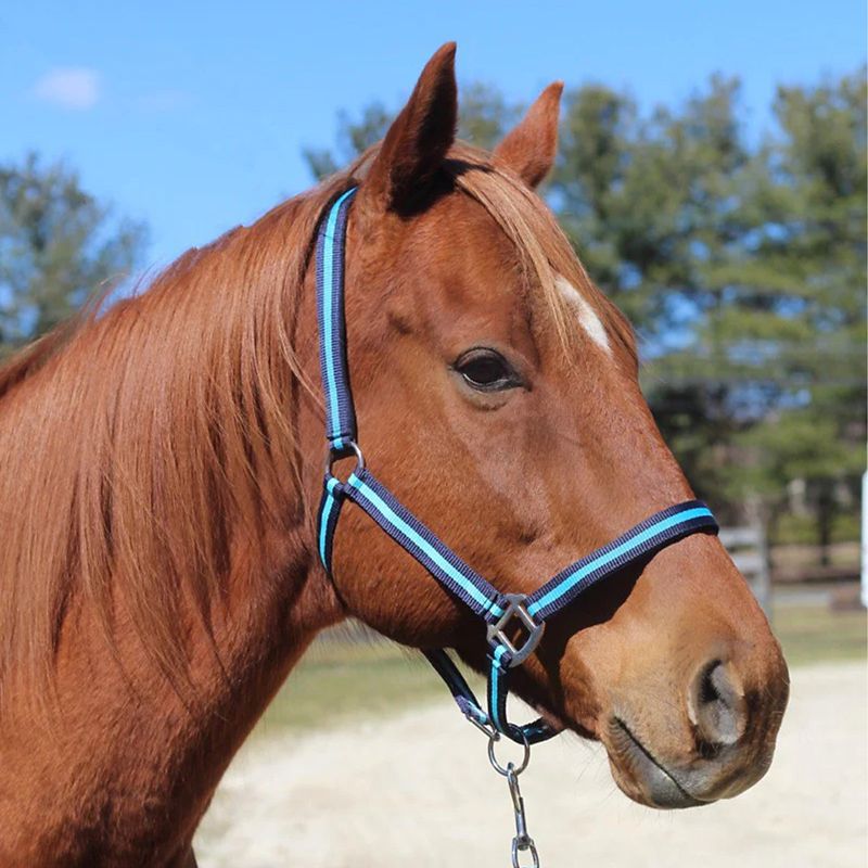 Brown horse wearing a blue and black rope halter.