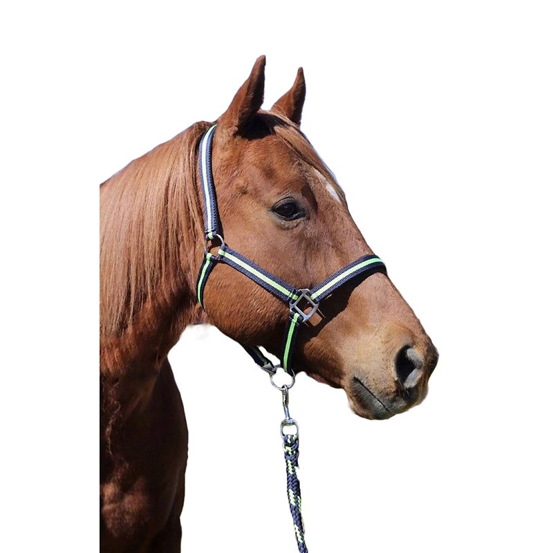 Brown horse with a colorful rope halter and lead.