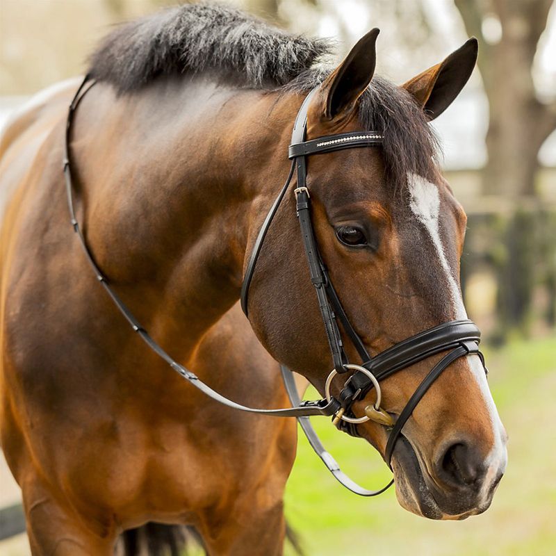 Bay horse wearing a black leather dressage bridle outdoors.