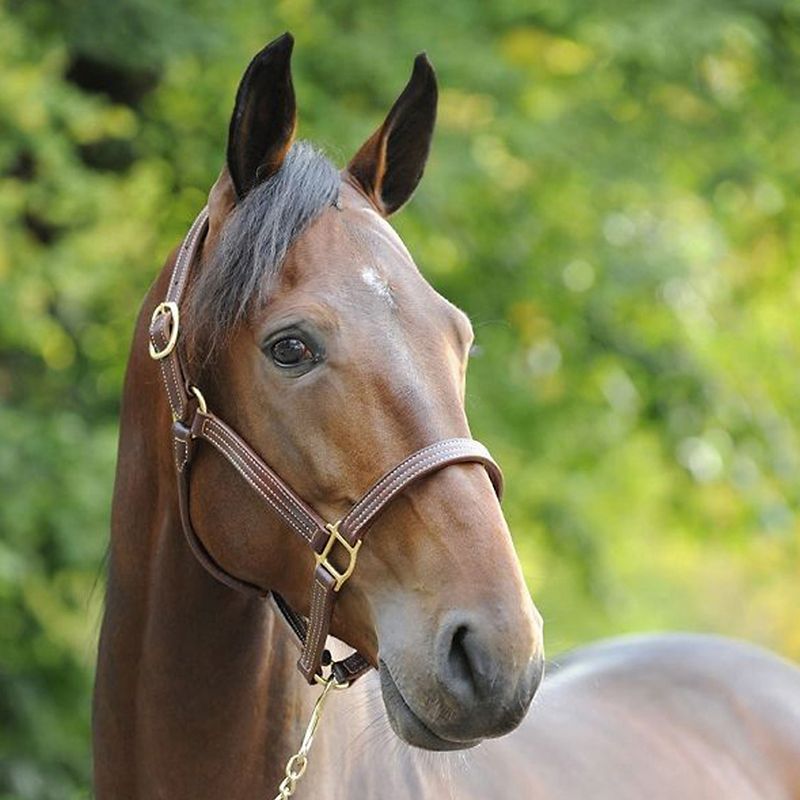 Finntack American Quality Leather Halter Cob Dark