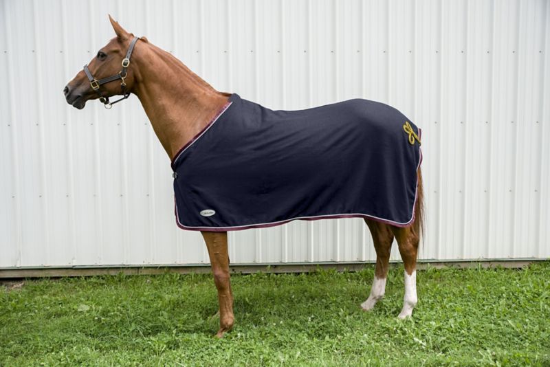 Horse wearing a black cooler blanket standing on grass.