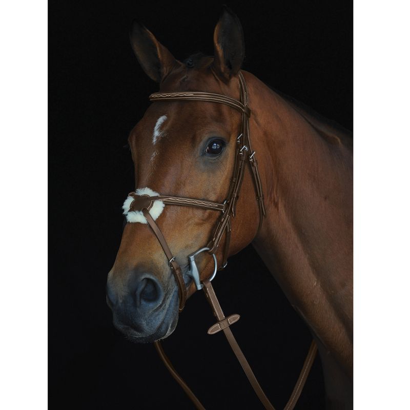 Brown horse wearing Collegiate brand bridle, black background.