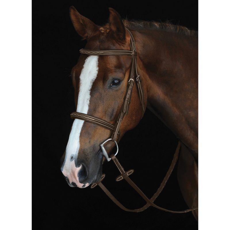 Bay horse with Collegiate brand bridle against a black background.