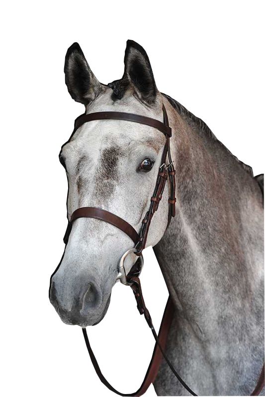 Gray horse wearing a brown leather dressage bridle, white background.