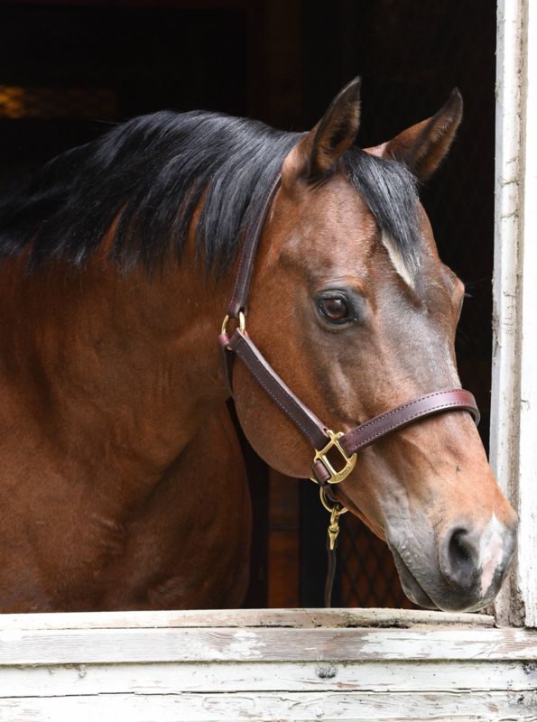 Horse wearing Bitless bridle peering out stable window.