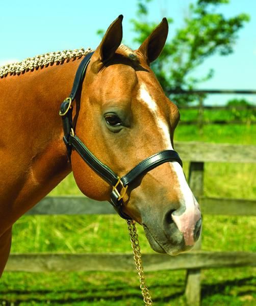 Chestnut horse wearing black Bitless Bridle stands near wooden fence.