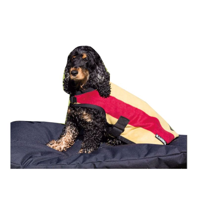 Spaniel dog wearing a Horseware branded colorful dog coat.