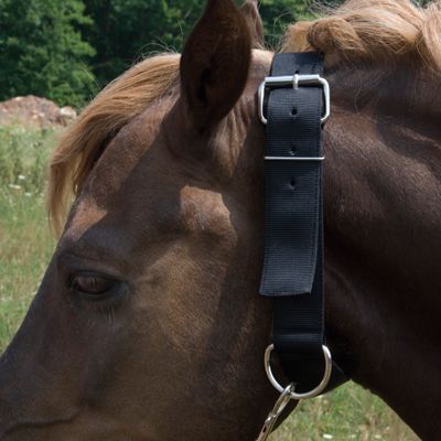 Basic Picket Line Neck Collar