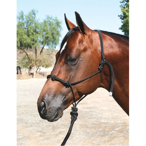 Brown horse wearing a black rope halter outdoors, facing left.