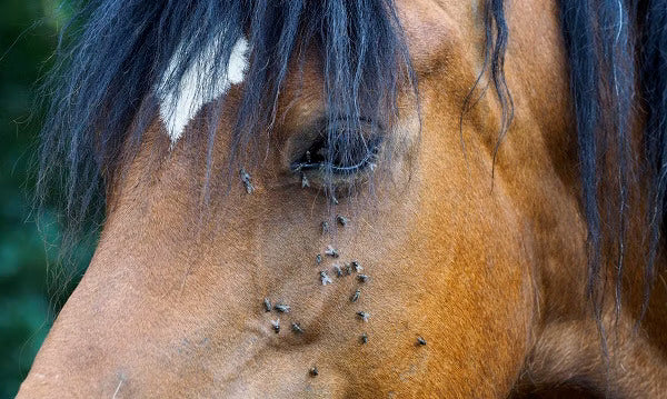 fly's all over a horses face