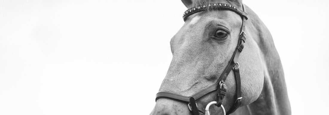 a horse with a bridle on