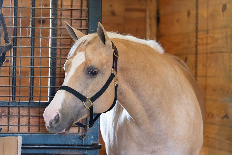 Perris Breakaway Nylon Safety Halter Cob Royal