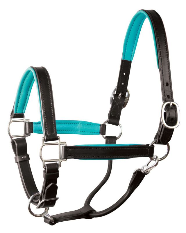 Black and turquoise Bitless bridle with silver metal fittings.